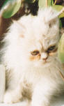 Romeo als kitten