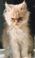 Julia als kitten