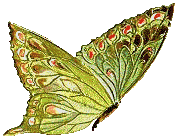 butterfly1vankleurveranderen2k.gif