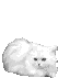 wittepers2.gif